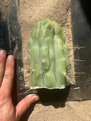 💎👑 Bruce’s Dragon — Thickest Tip Ever
