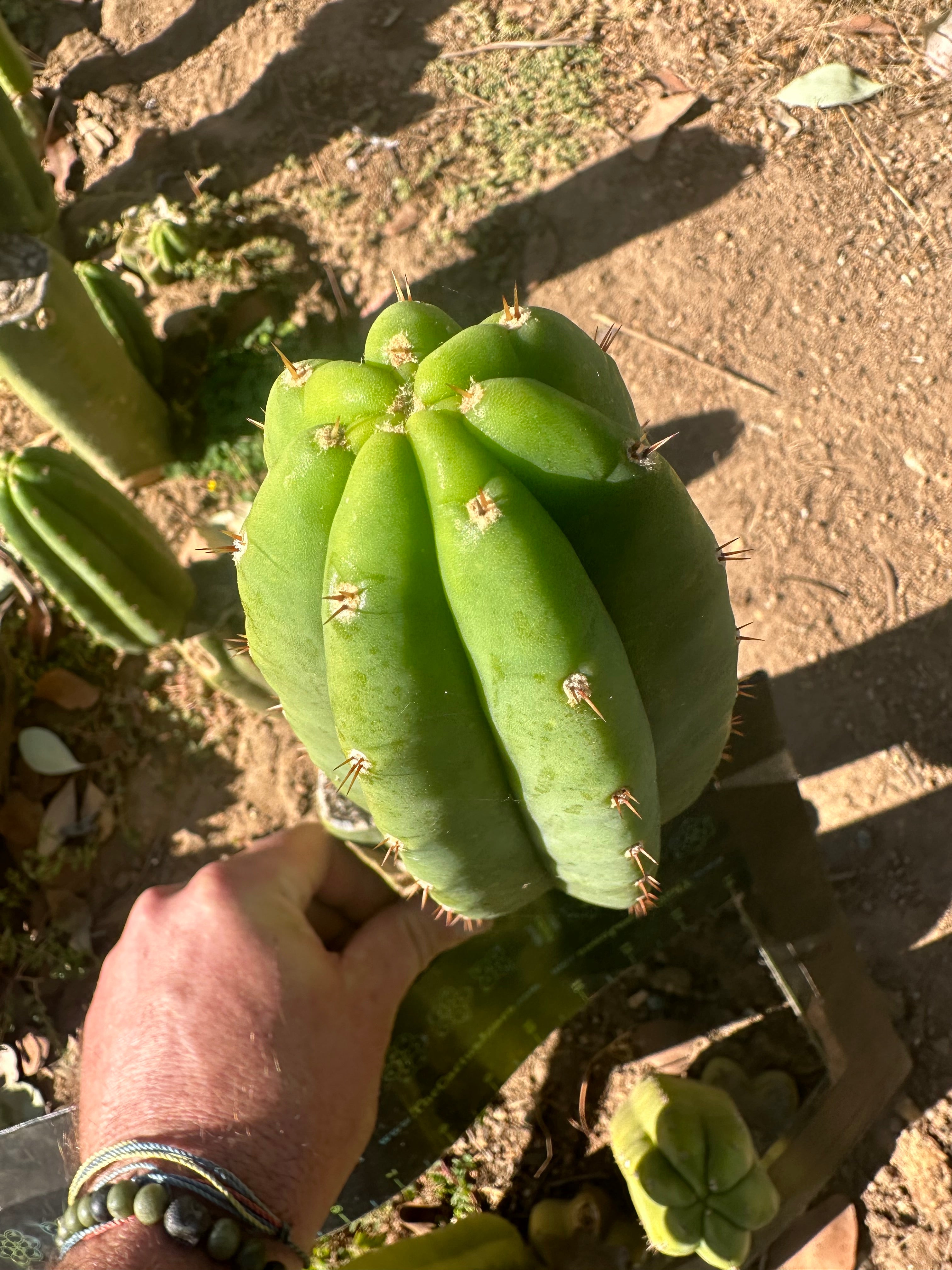 👑🌶️🌶️ Another Drop, Another Ogun — 10” Tip