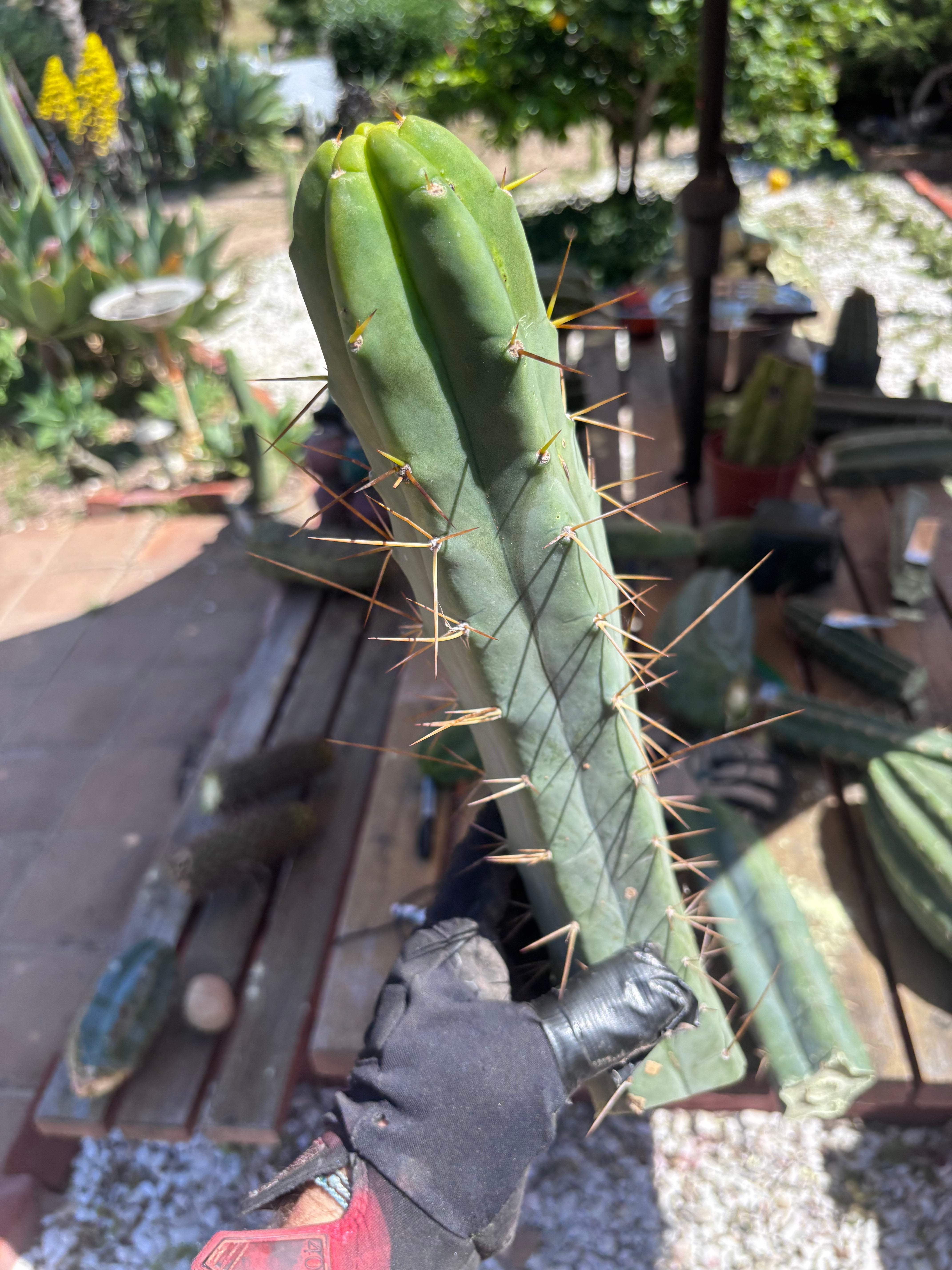 👑🌶️ TBQM  — 15” Tip