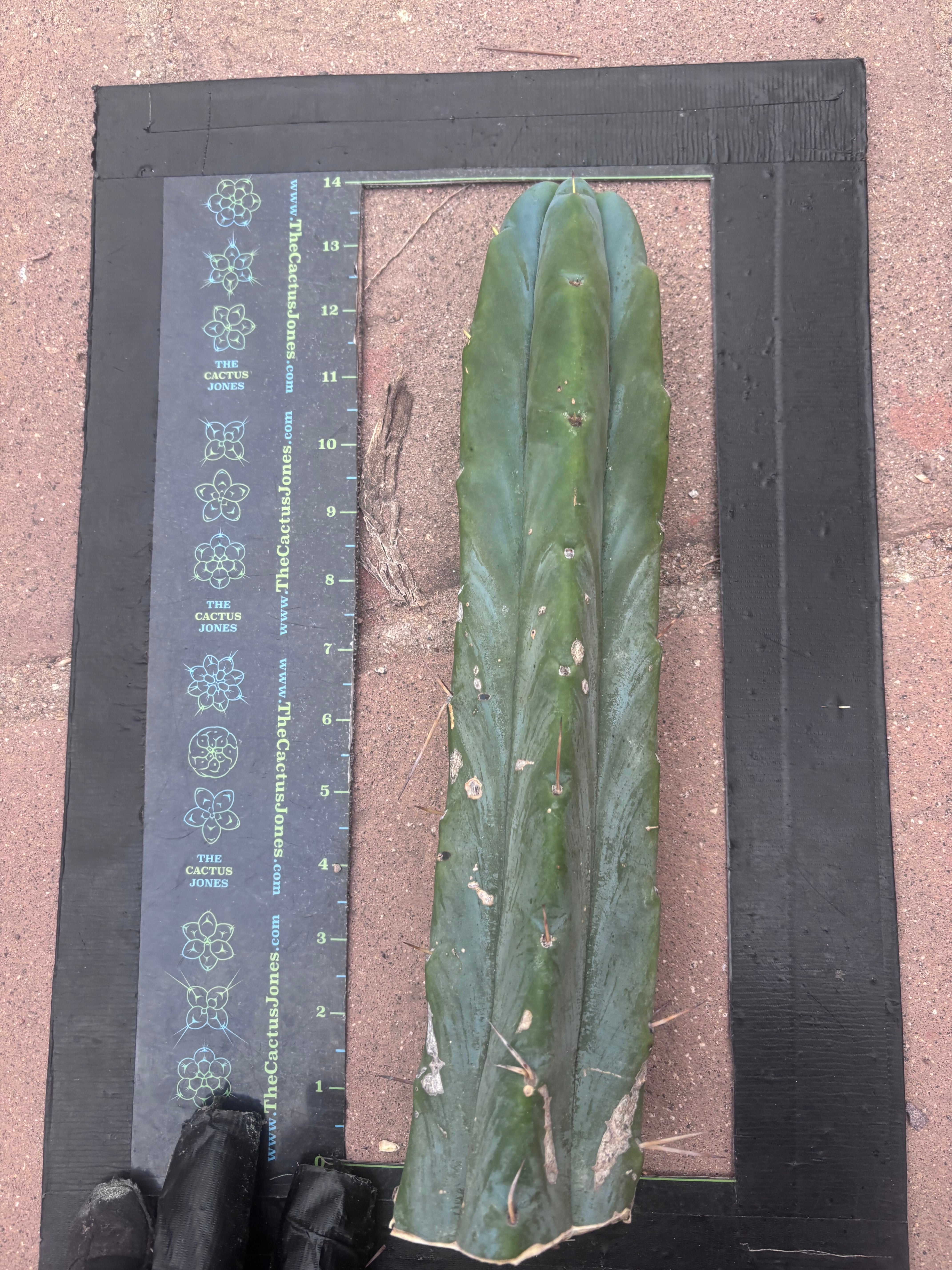 👑🌶️🌶️  Jiimz Twin — 14” Tip