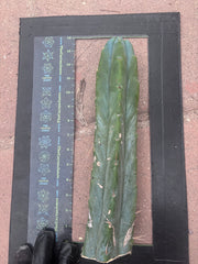 👑🌶️🌶️  Jiimz Twin — 14” Tip