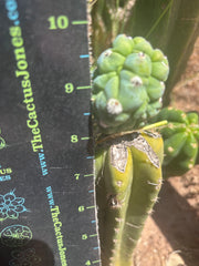 👑💎 Glorp — Rooted Graft
