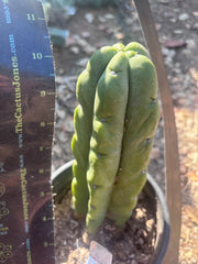 👑🌶️🌶️ Kate’s Bridge — Fat Rooted Tip