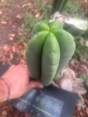 💎👑🌶️ Ferah — Plump 10” Pup
