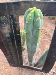 👑🌶️ Kai — 15” Tip