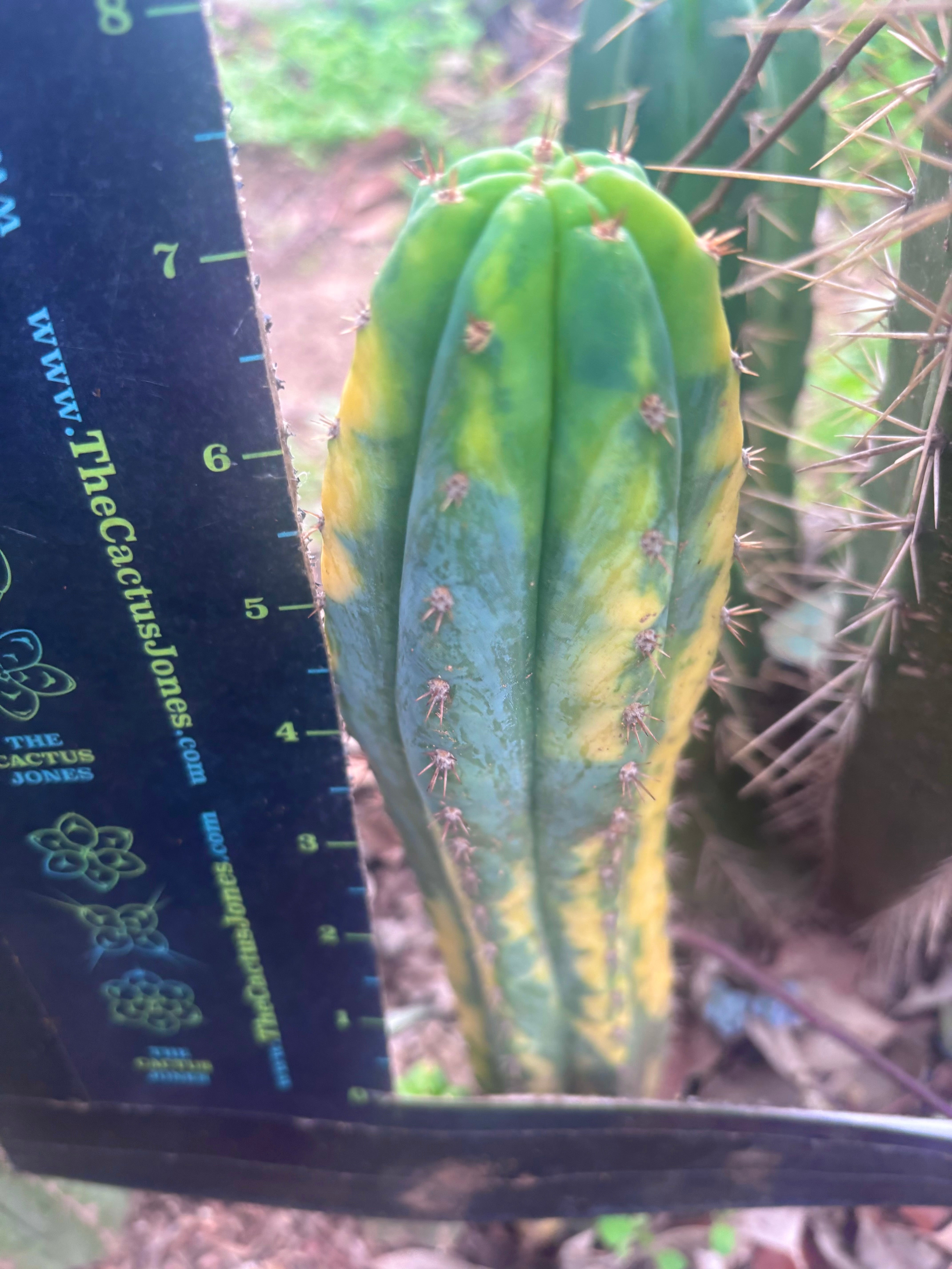 💎 Vari Pachanoi — 7.5” Tip