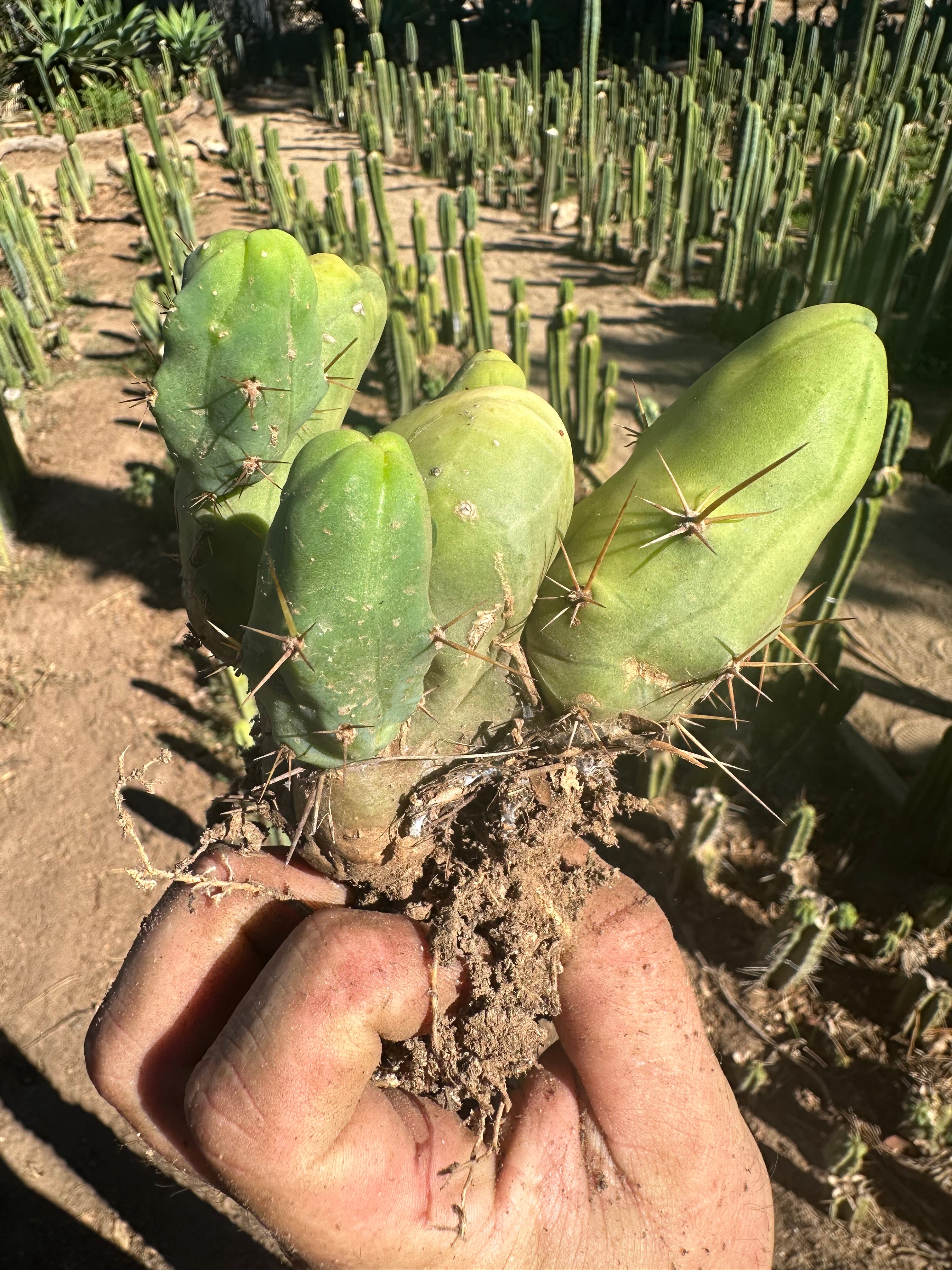 👑🌶️🌶️  TBM  — Rooted Cluster #2