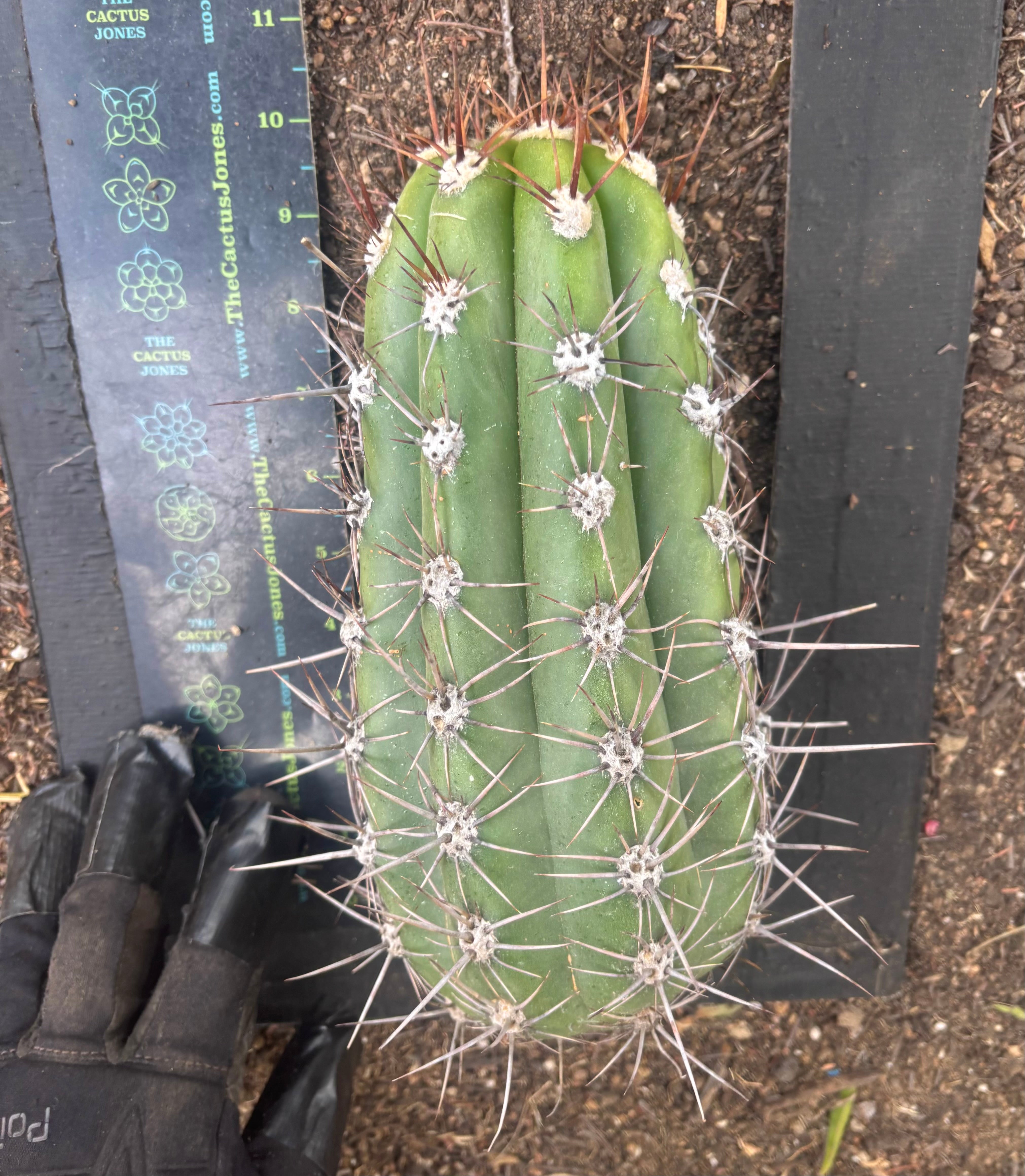 💎⚔️ Taquimbalensis — FAT 10” Pup