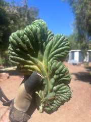 💎👑 TPMC — Large Crests (3)