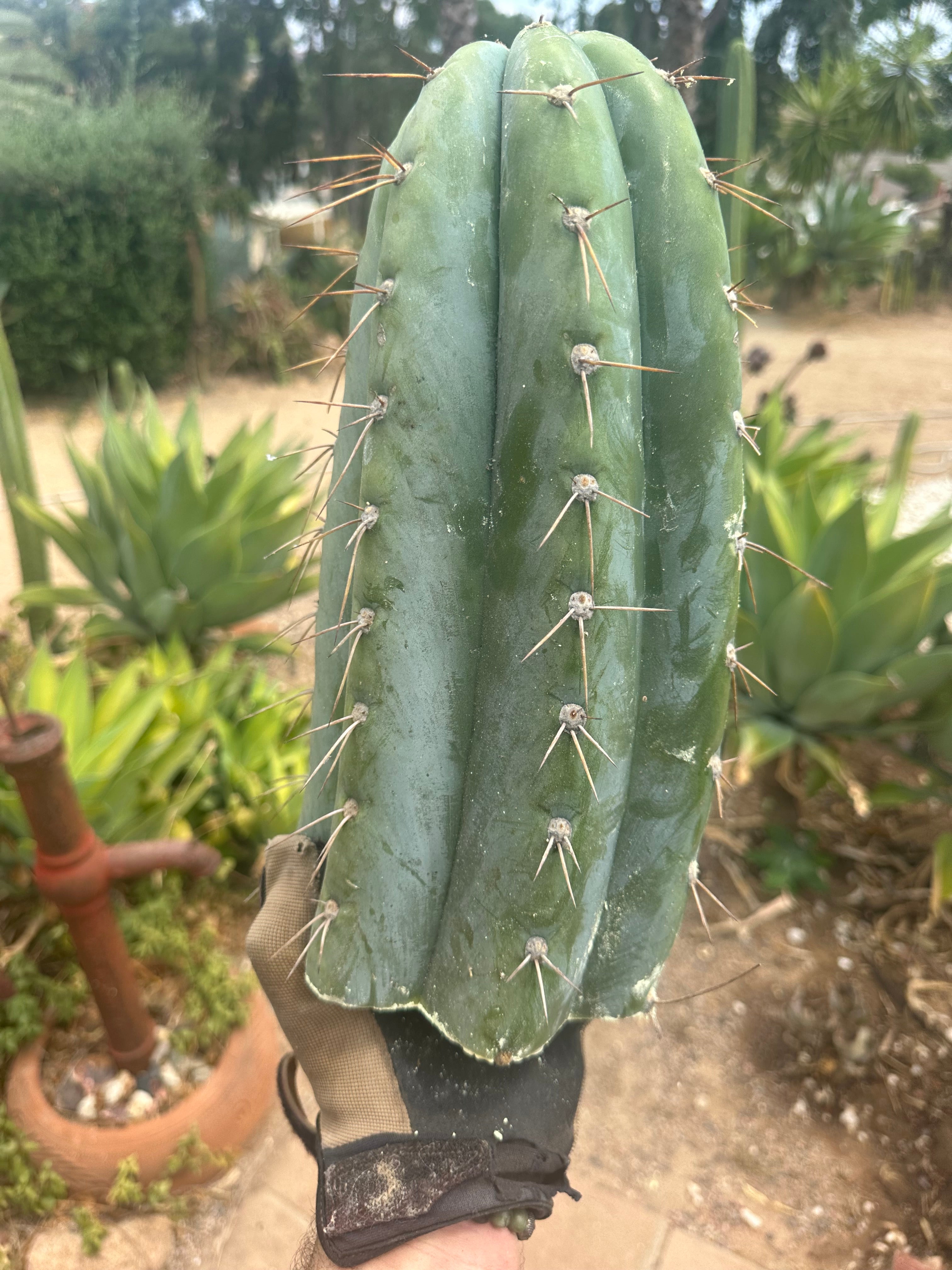 💎👑🌶️ CGG — 13” *MEGA* Tip