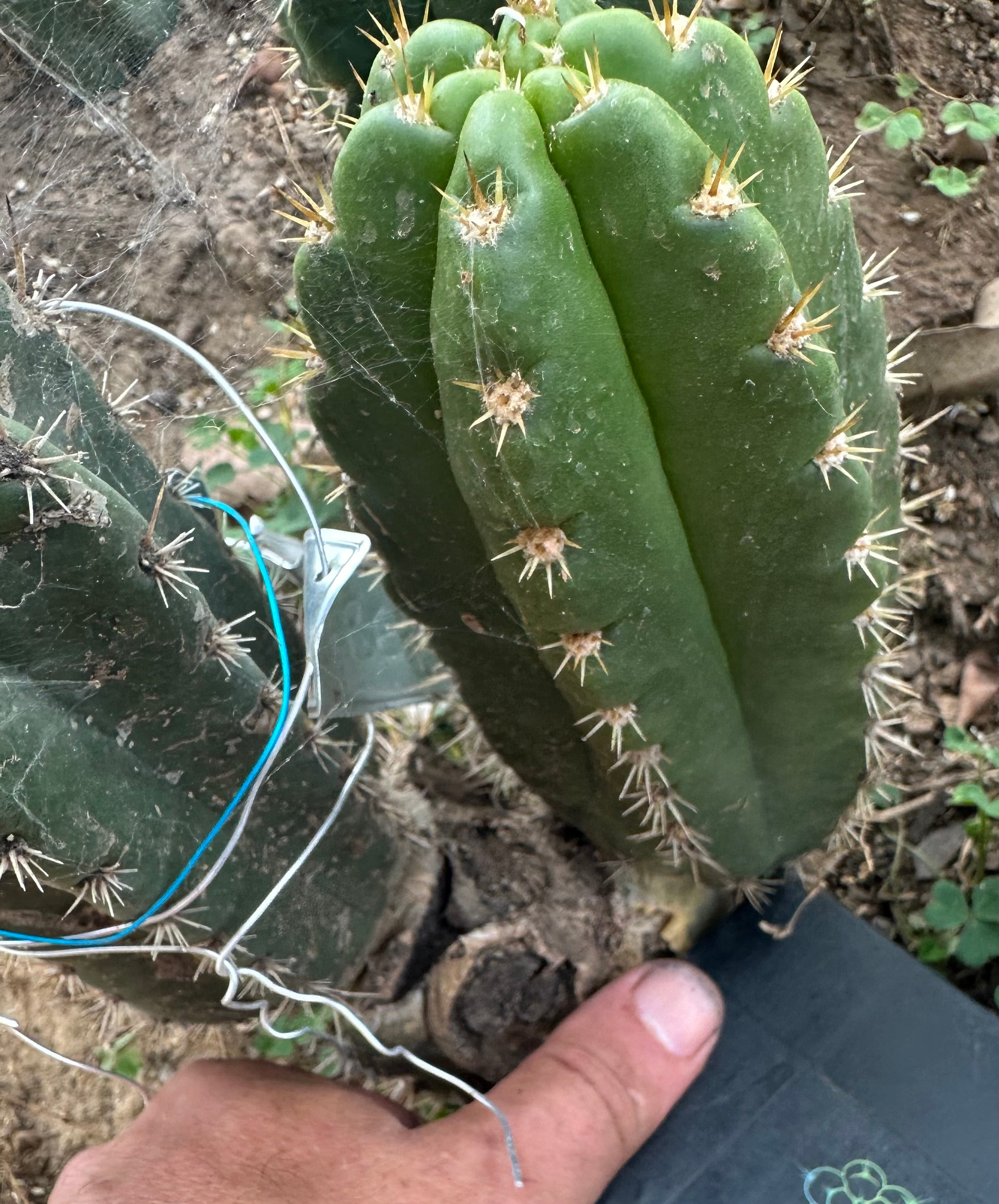 💎👑 CareBear — 7” Grenade Pup