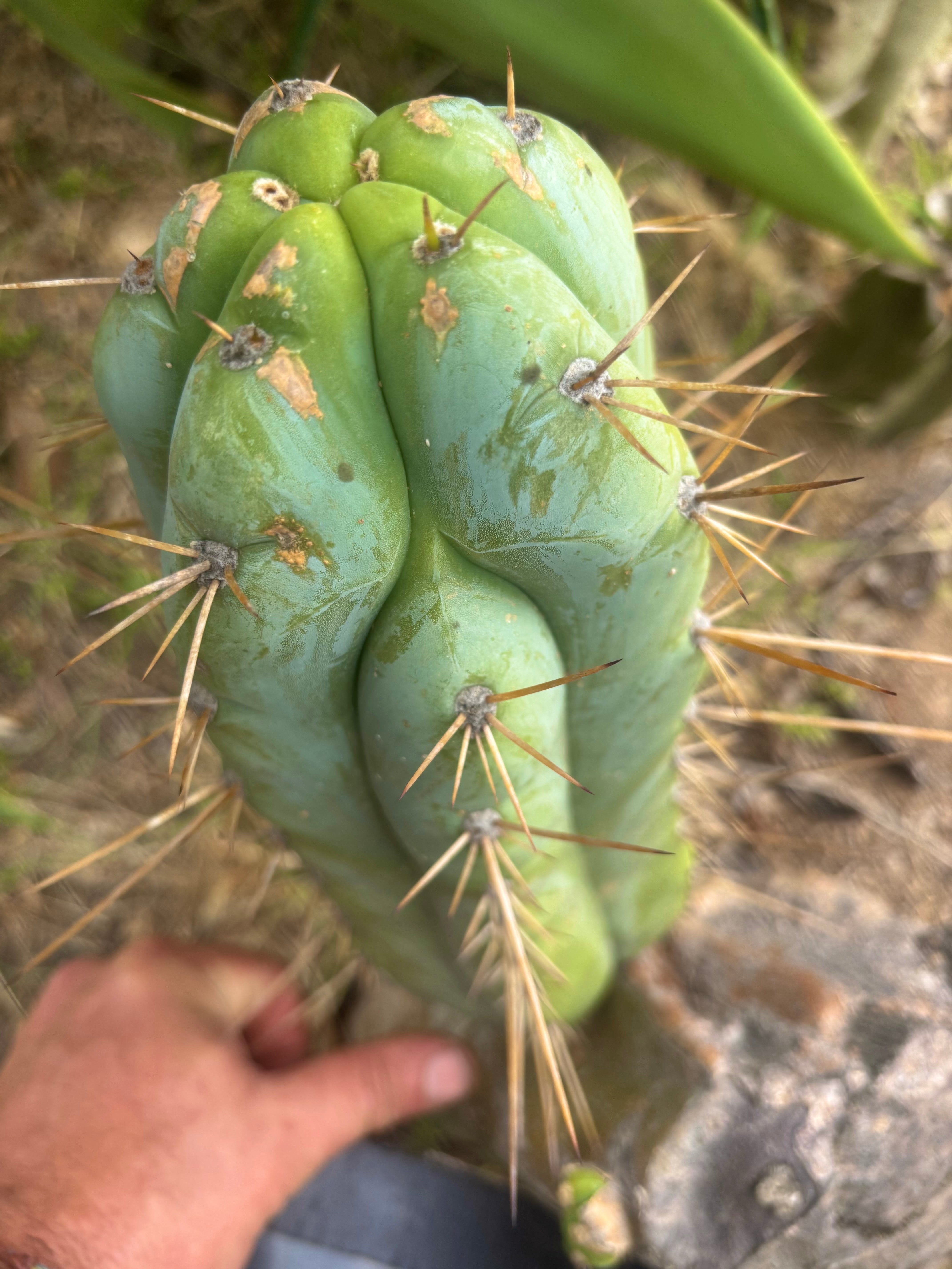👑 Lotusland Huanu — Fat 10” Pup