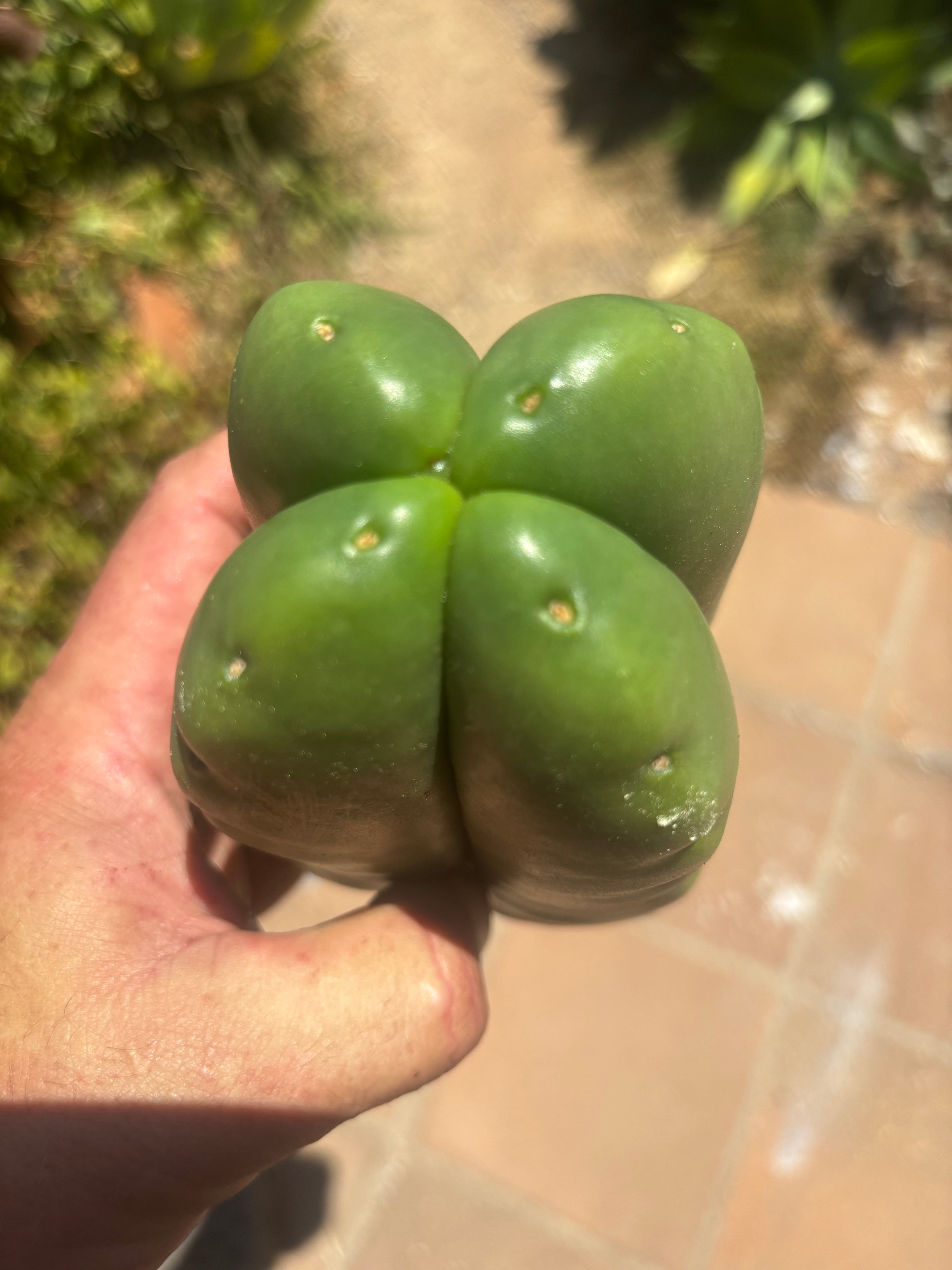 💎👑🌶️ Ferah — Another Fourwang Chub Muffin