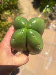 💎👑🌶️ Ferah — Another Fourwang Chub Muffin