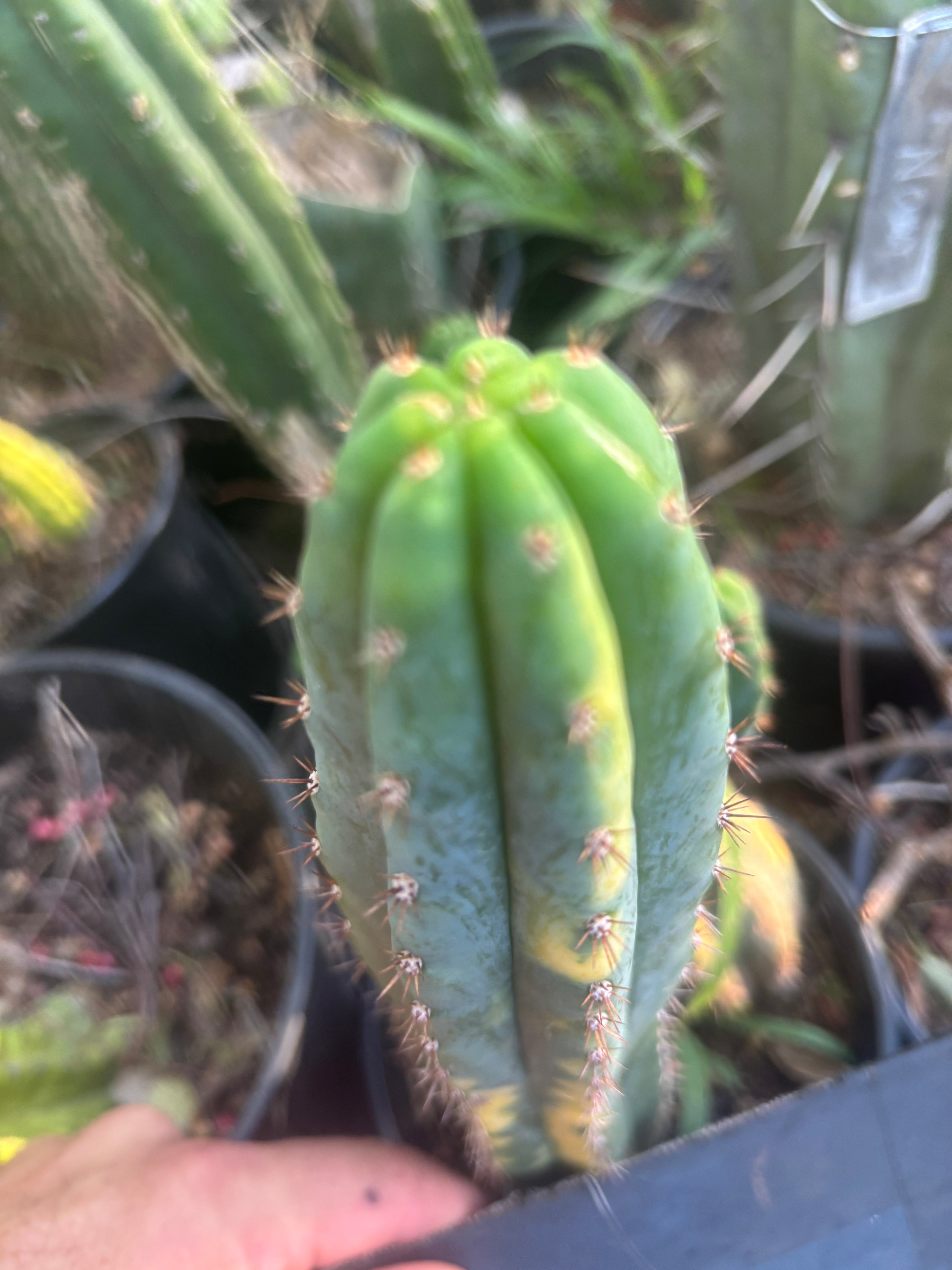 🔰 Vari Pachanoi — 8.5” Tip