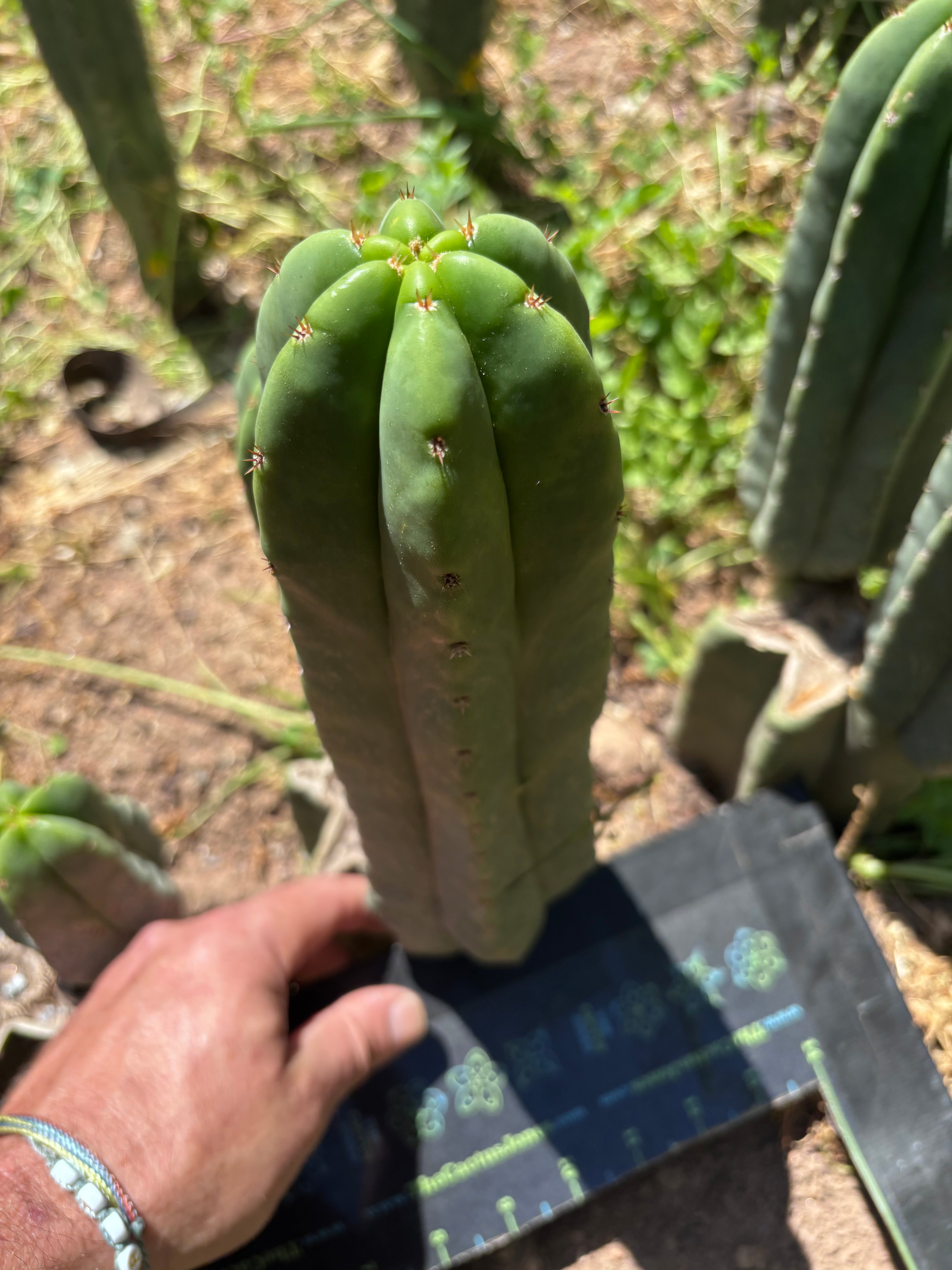 Hulk x Super Pedro —  10.5” Pup