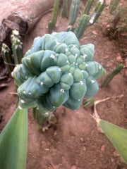 *👑💎 Glorp! — Thick 7” Tip