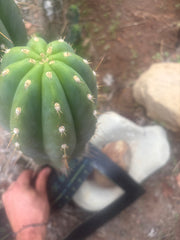 💎 SASS x Sharxx — 13.5” Melon Bomb