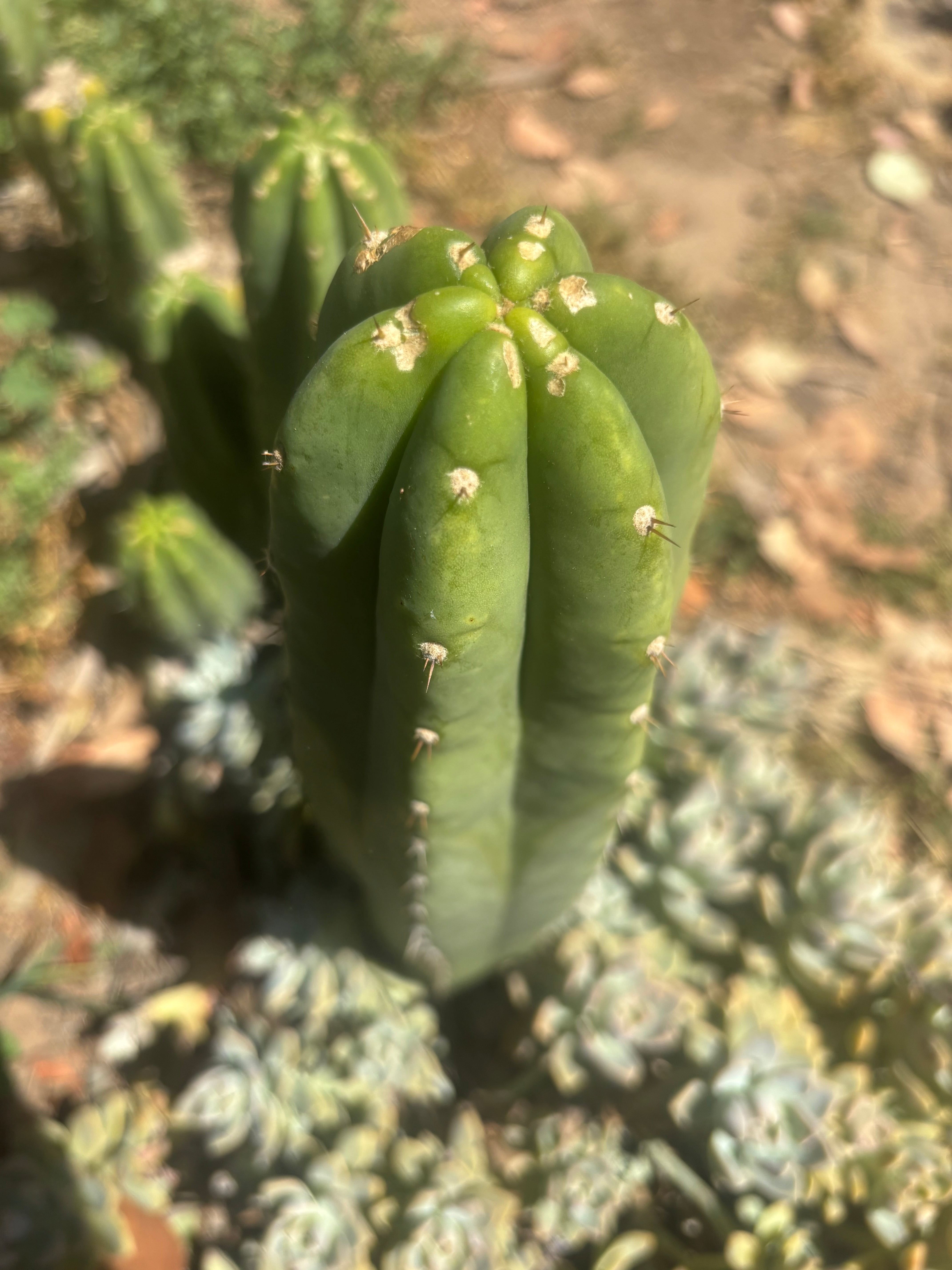 👑🌶️🌶️ Landfill — Another 11” Tip