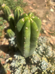 👑🌶️🌶️ Landfill — Another 11” Tip