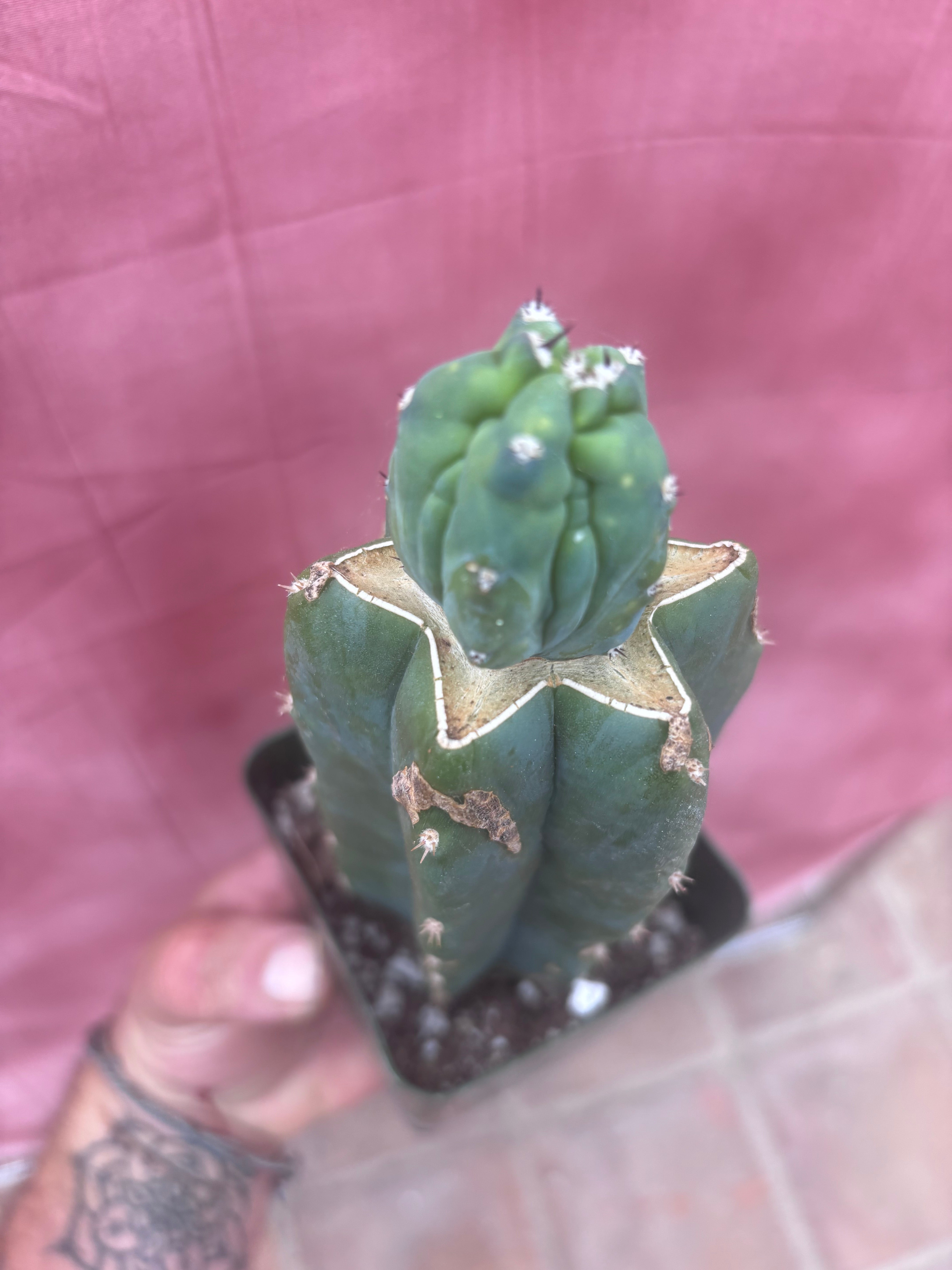 👑💎 Grecas Tip Graft — Rooted / Whole