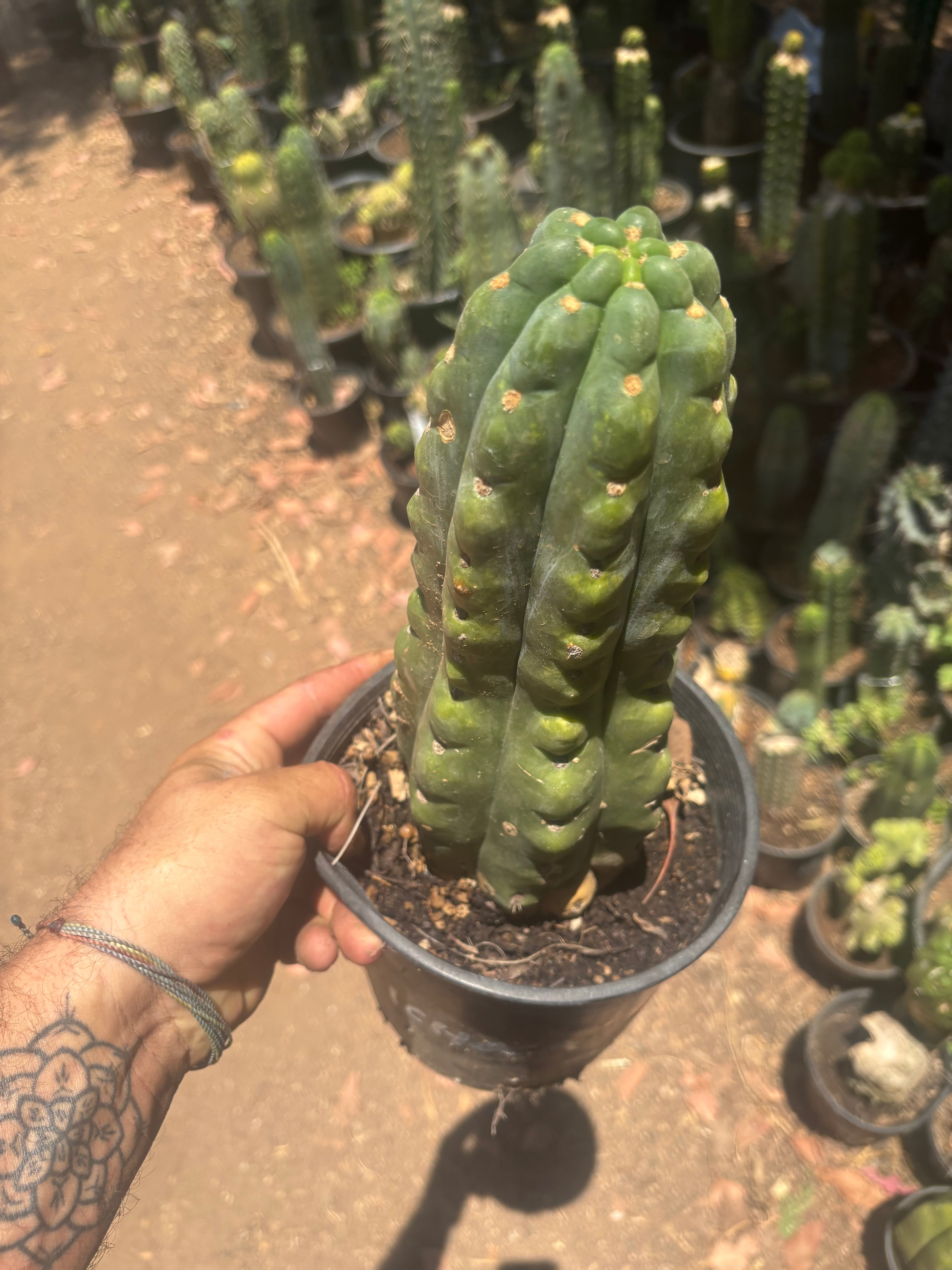 💎👑🌶️  Ichoca — Chonky Rooted 12”