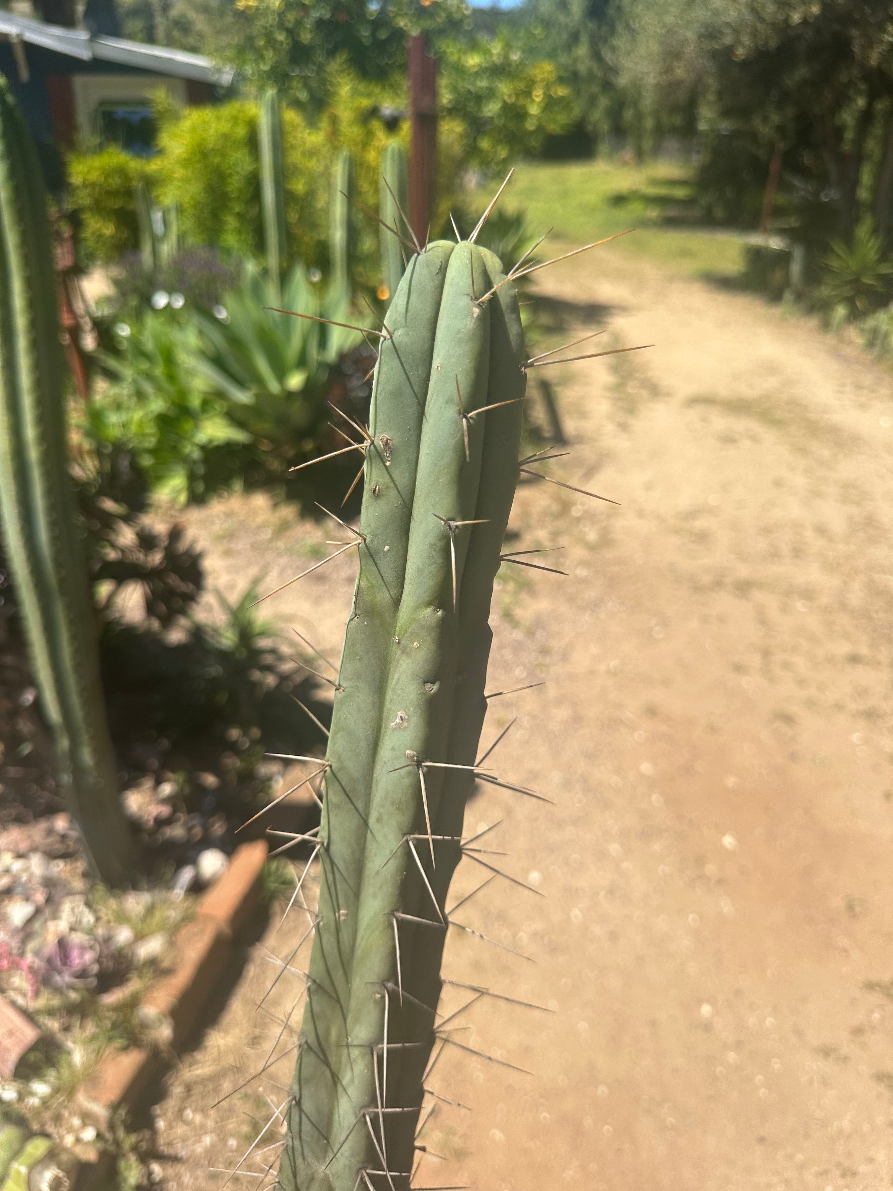 🌶️🌶️ Dulzura Restocked (Again) — 10”  TIPS