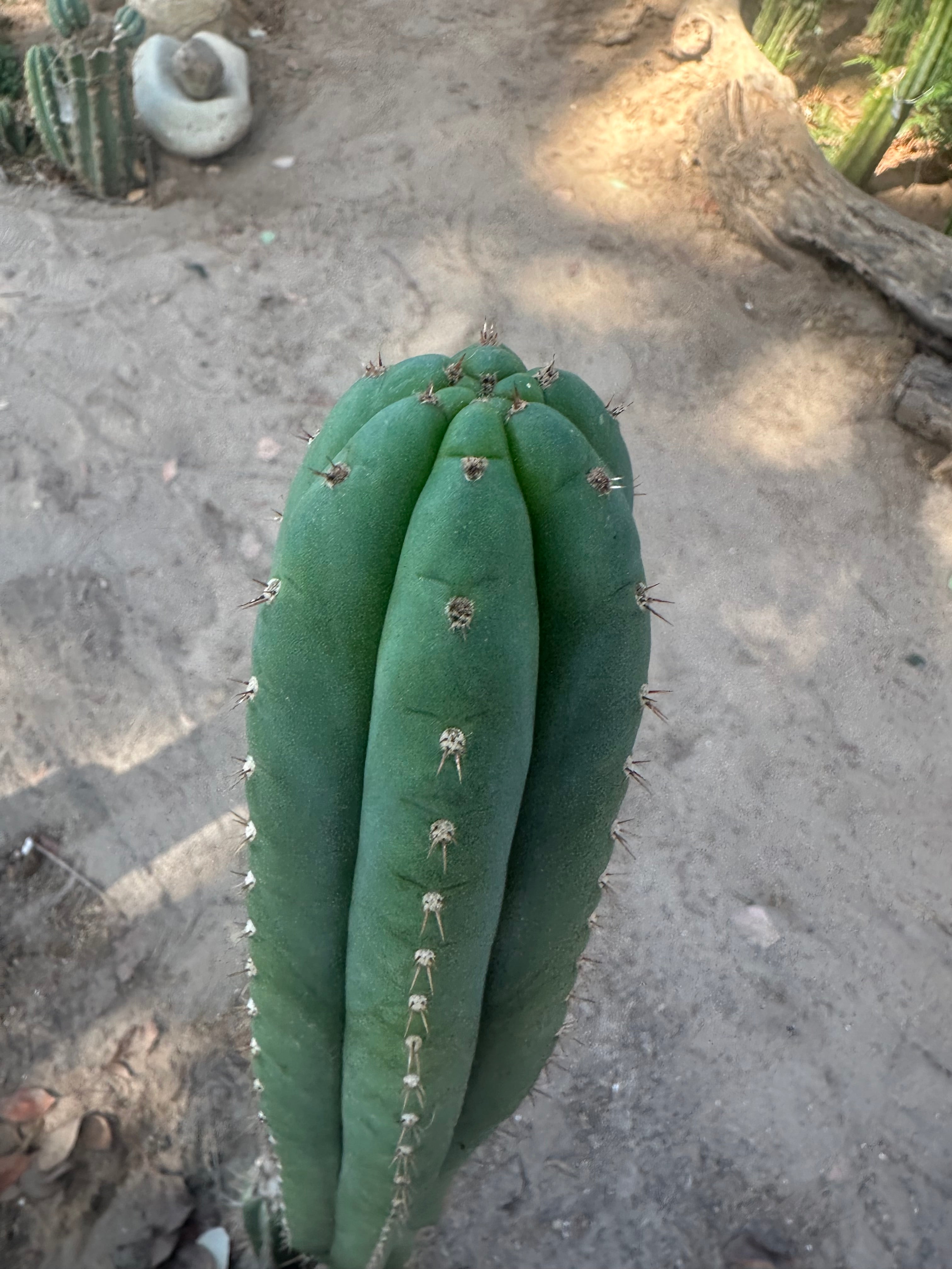 👑🌶️ KK339 — 10” Tips (3)