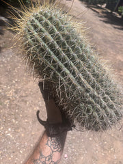 💎💎 T. Atacamensis — Massive Pup (Last One)