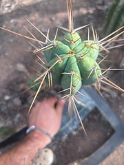 👑🌶️ Nash — 14” Tip