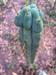 💎🌶️ Kai x Sina — Melty 10” Tip