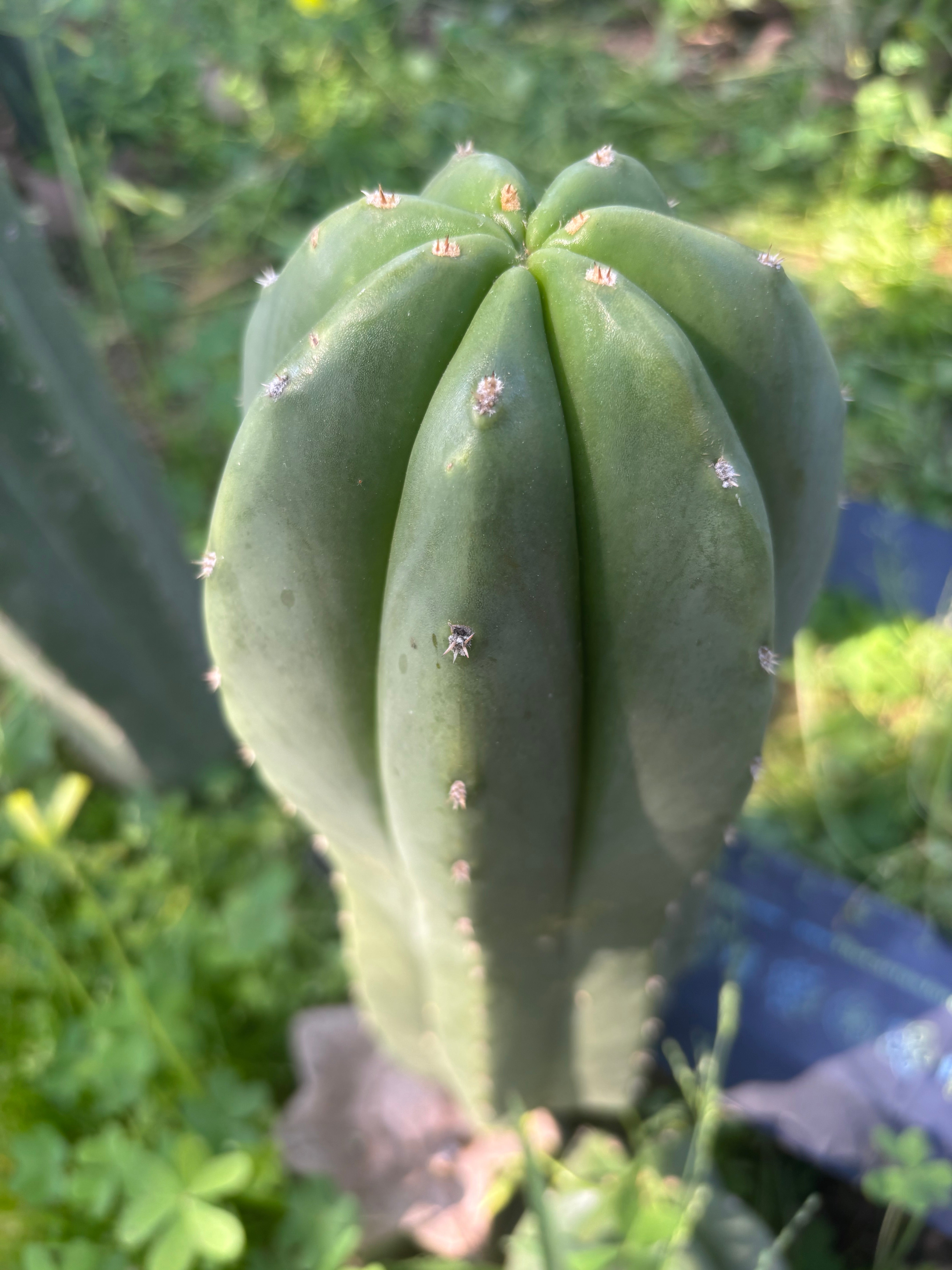 💎🌶️ Jonesy07 — Massive 14” Pup