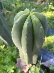 💎🌶️ Jonesy07 — Massive 14” Pup