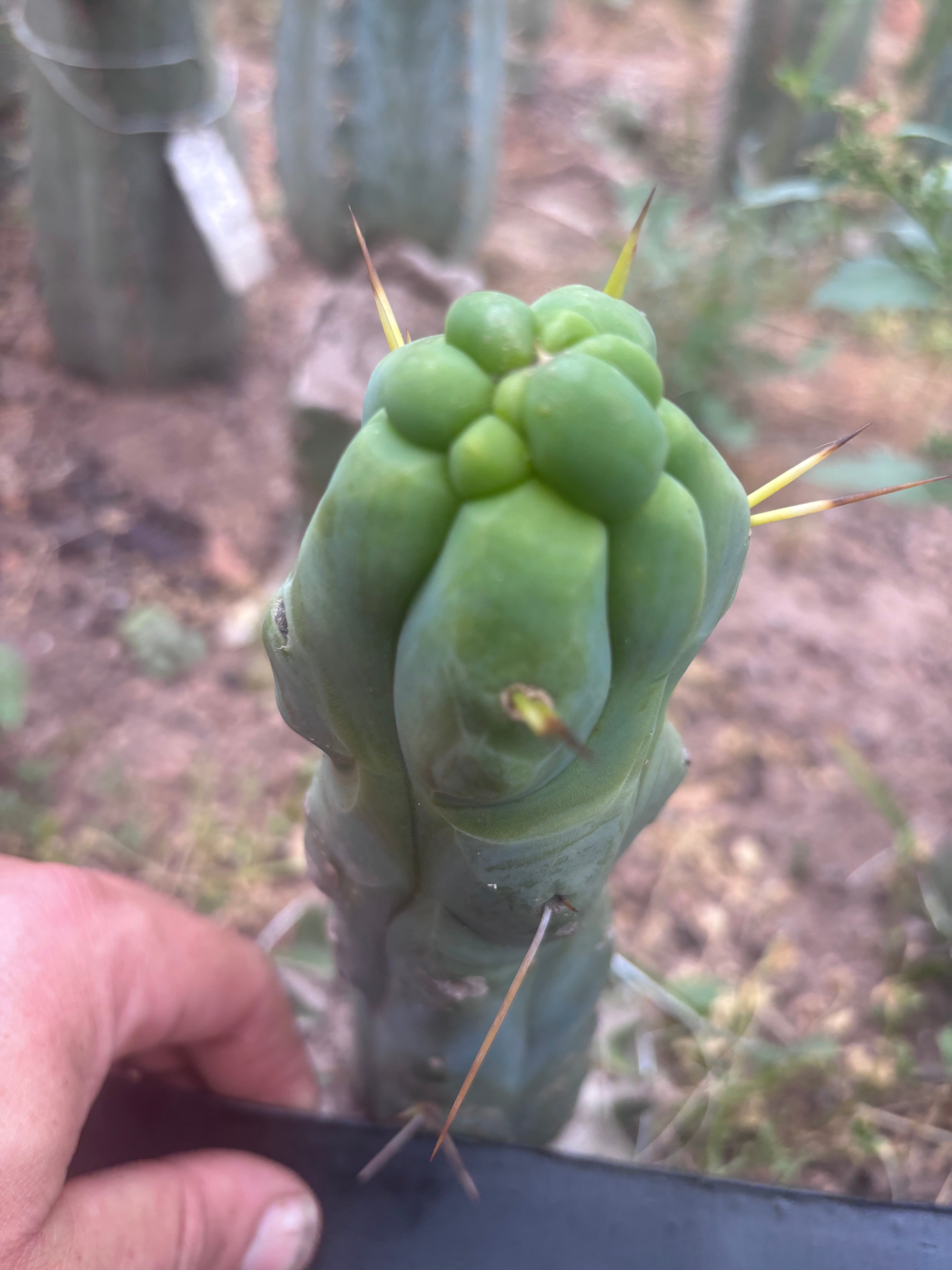 💎👑💎🌶️ Monster De Cota Cota — 7” Tip