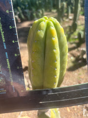 👑💎🌶️ “Lil Inca” / JN08.2379M  — Chunky 5.5” Tip