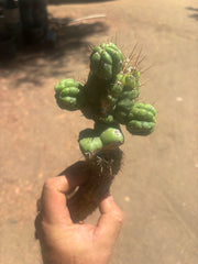 💎👑💎 Havran — Established Multi-Pup Graft on Spachianus