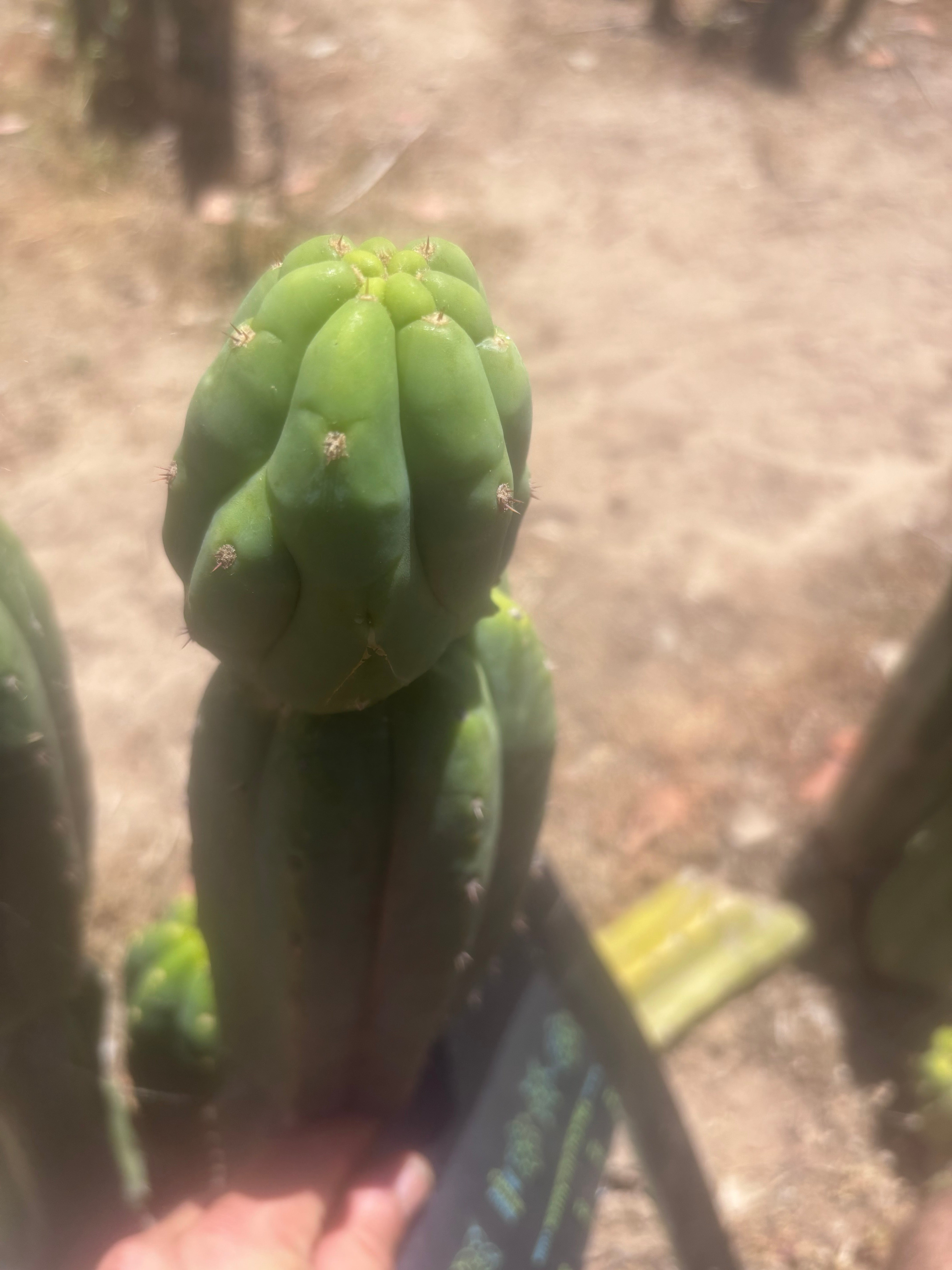 👑🌶️🌶️ Ogun — 11” Tip