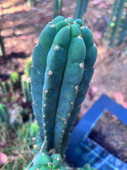 👑🌶️ Blue Ecuador — XL 15” Pup