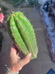 👑 LER  — 10” Pup
