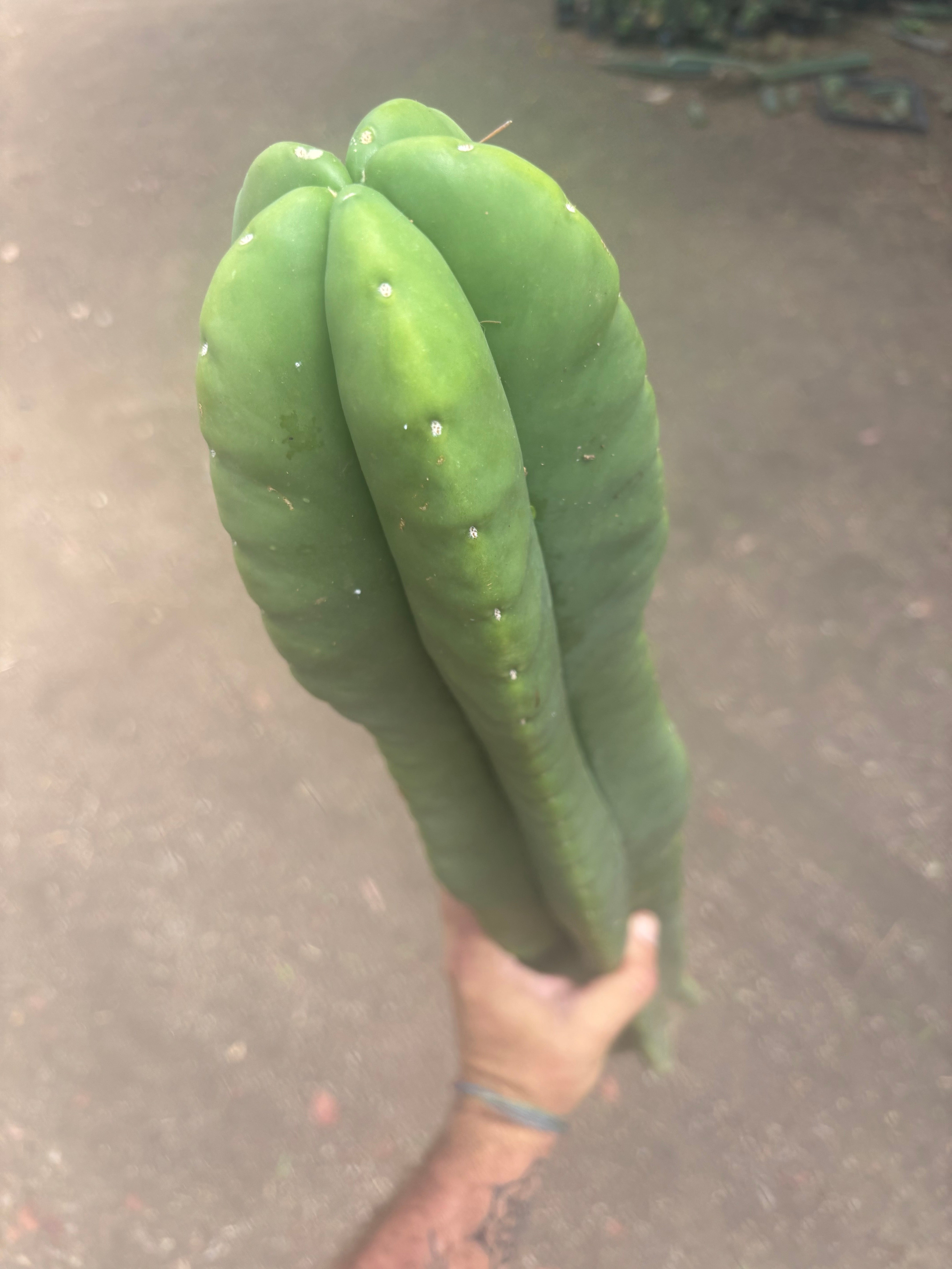 💎👑🌶️  Zulk —  Massive XXXL 32” Column