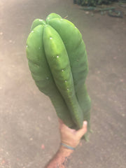 💎👑🌶️  Zulk —  Massive XXXL 32” Column