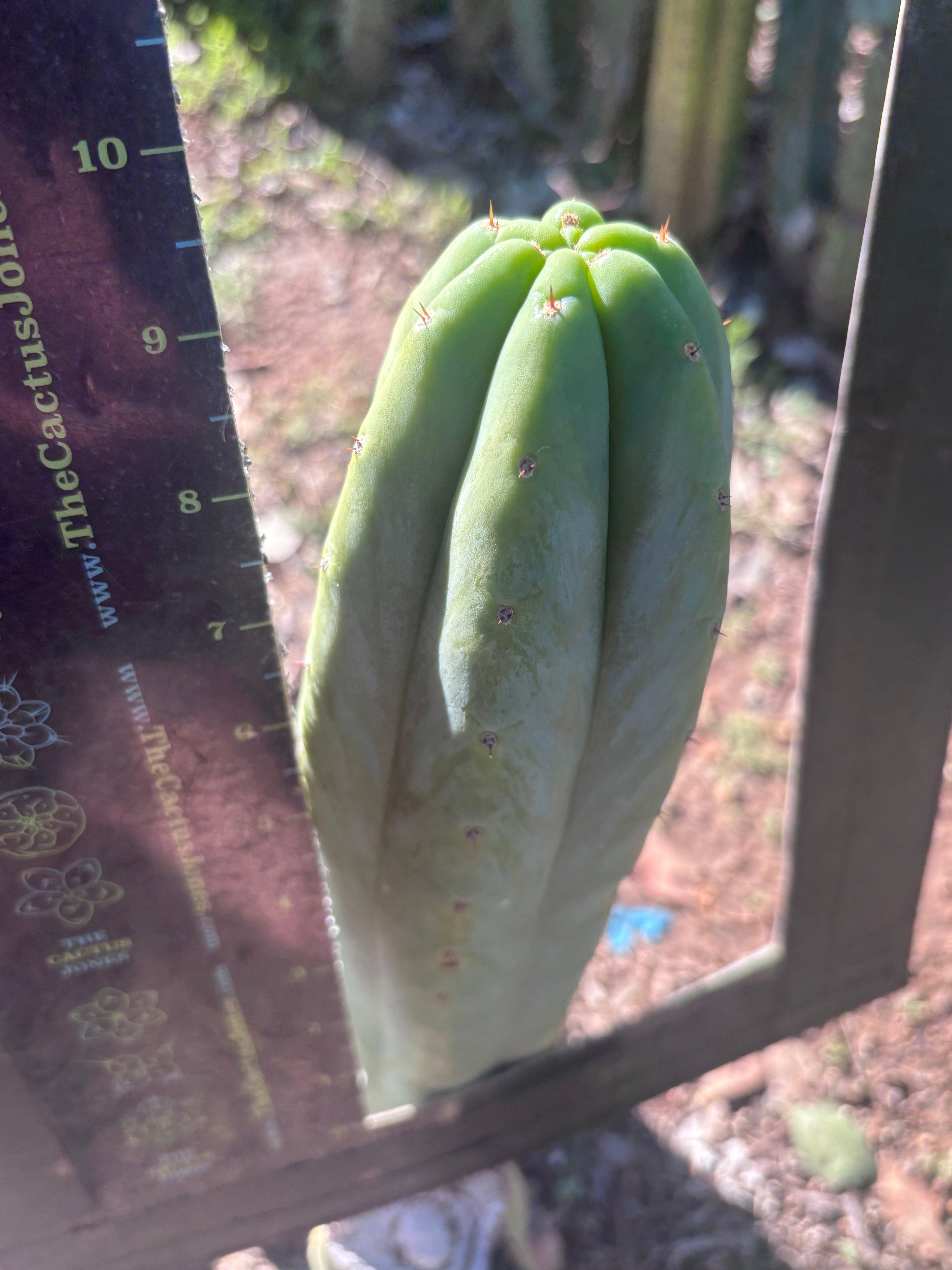👑🌶️🌶️ Ogun — 10” Tip