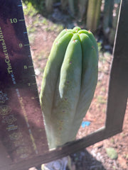 👑🌶️🌶️ Ogun — 10” Tip
