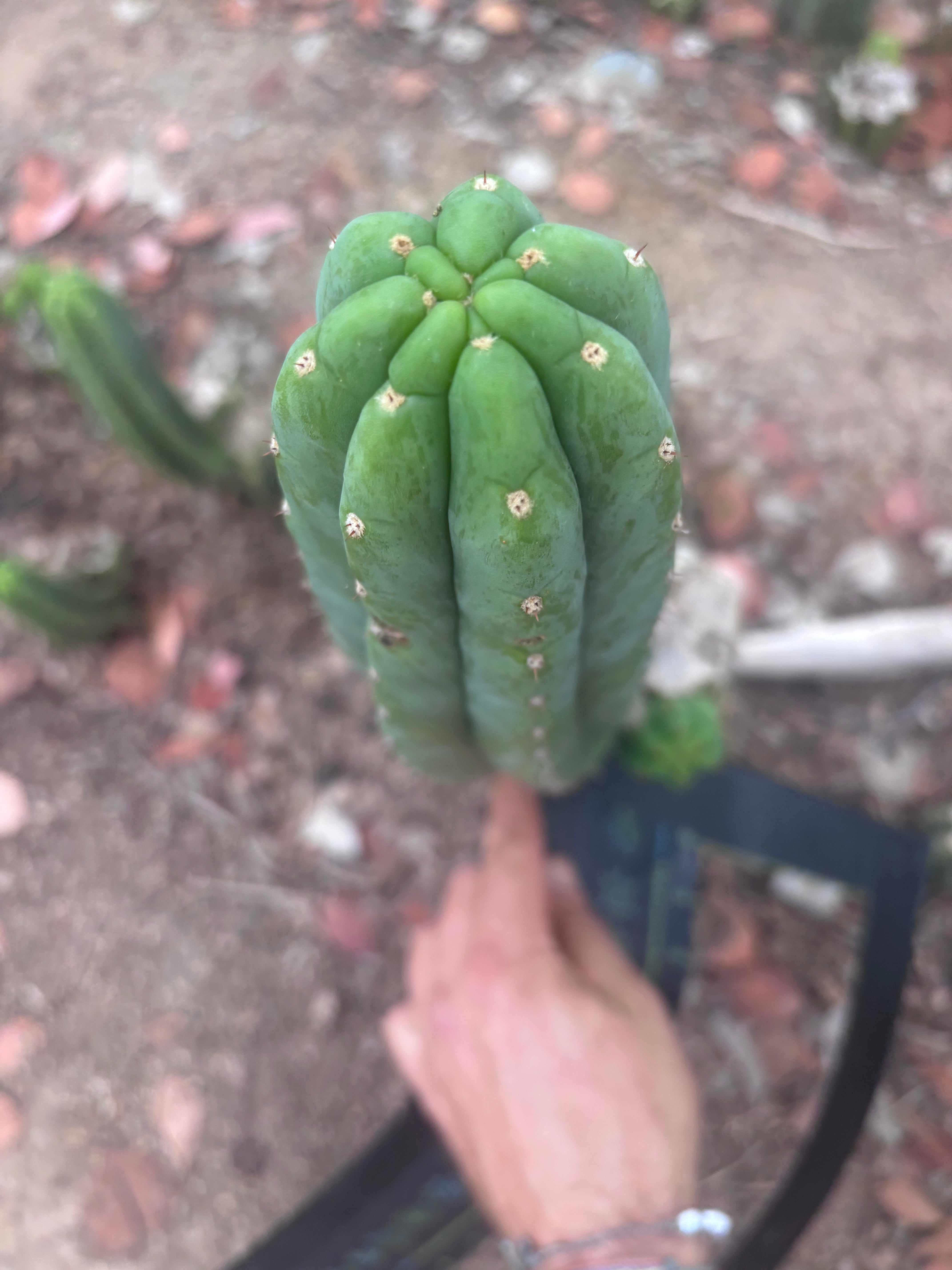 👑🌶️🌶️ Ogun — 12” Pup