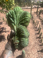 💎👑 TPMC — Large Crests (3)