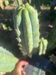 🌶️🌶️ NoidTwo — 10” Pup