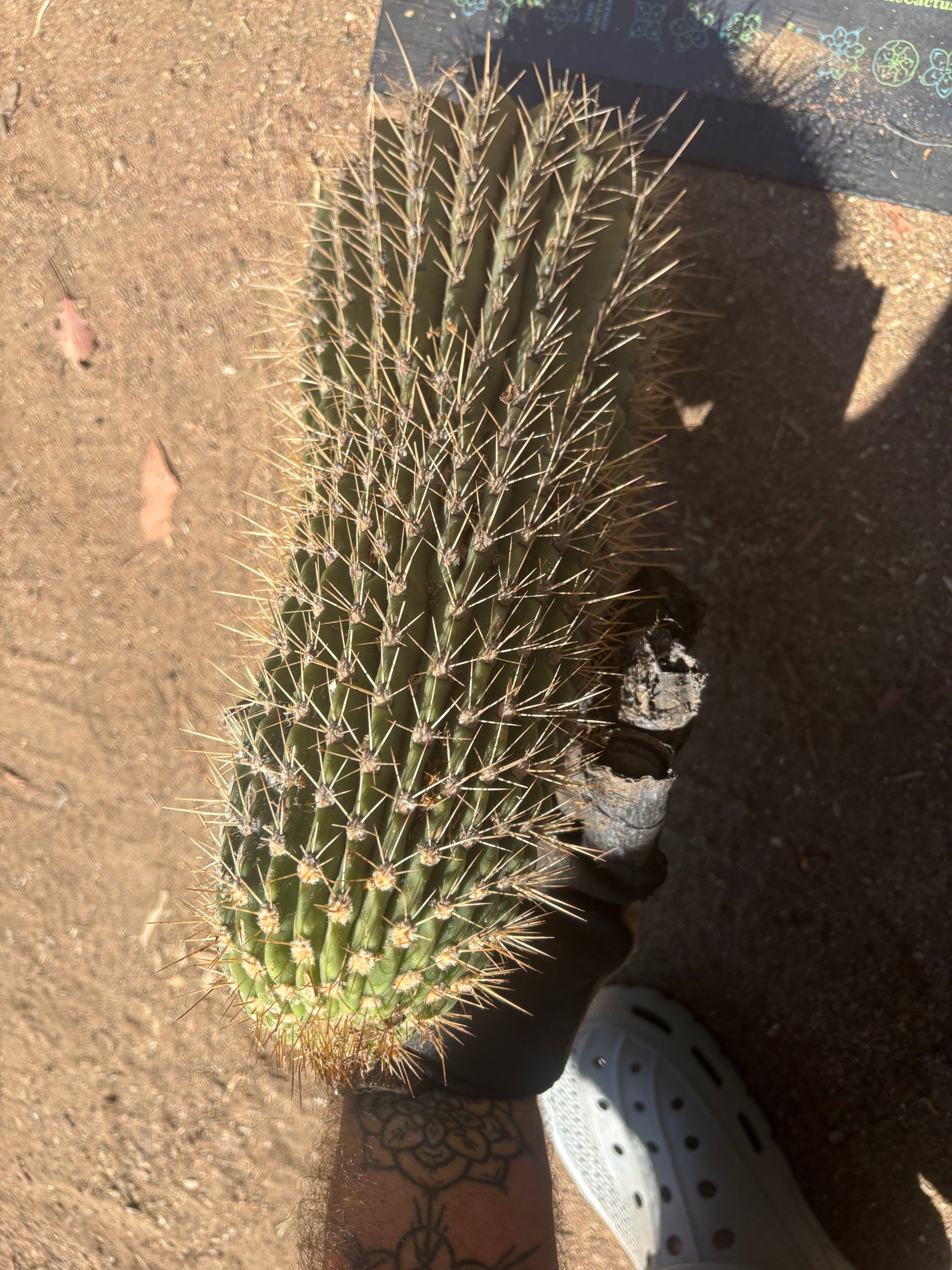💎👑💎 Meatwad  — Massive 15” Tip
