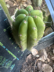 💎👑🌶️🌶️ KR04 — 6” Pup