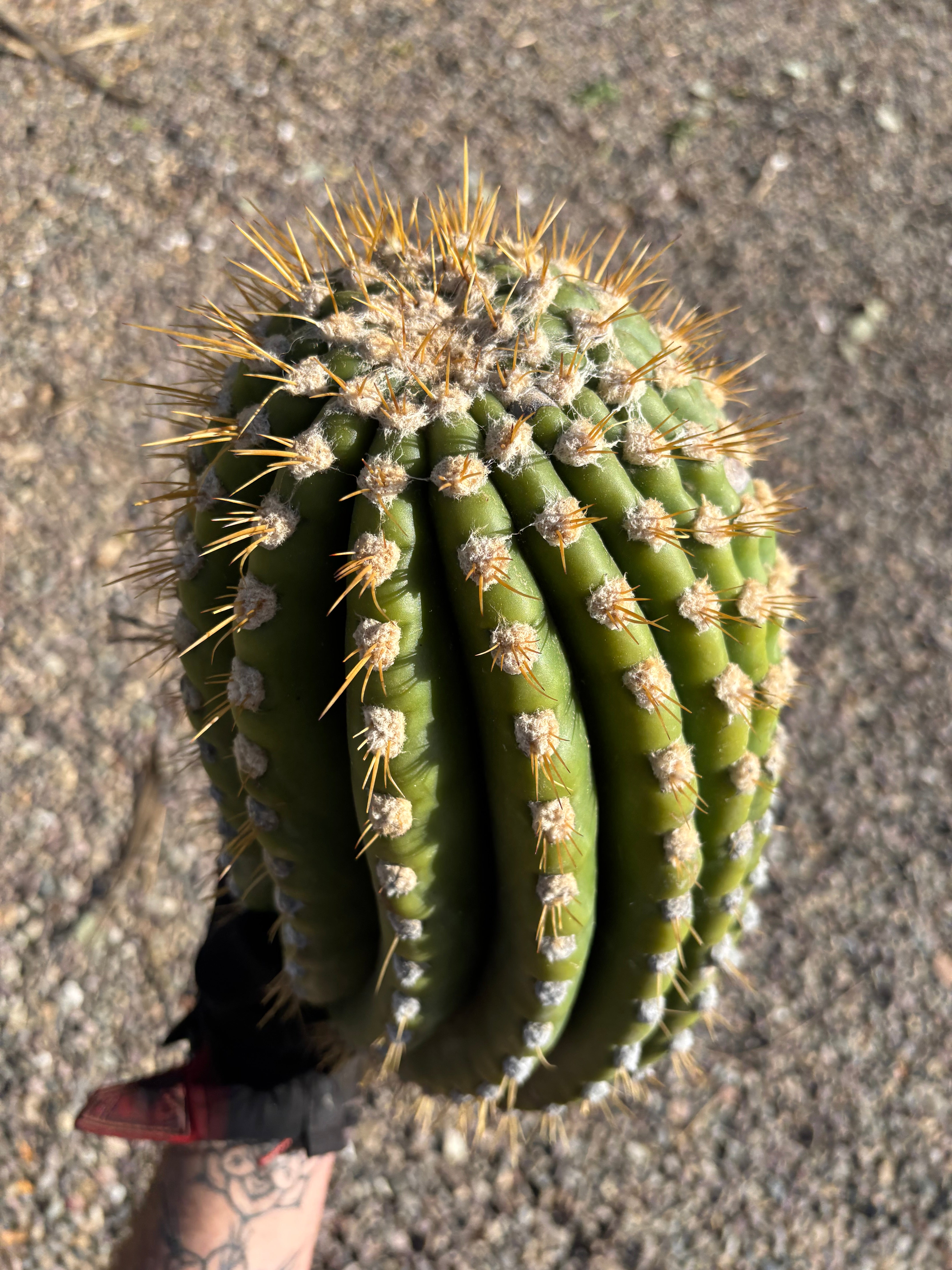 💎🐳 MASSIVE Terscheckii Watermelon
