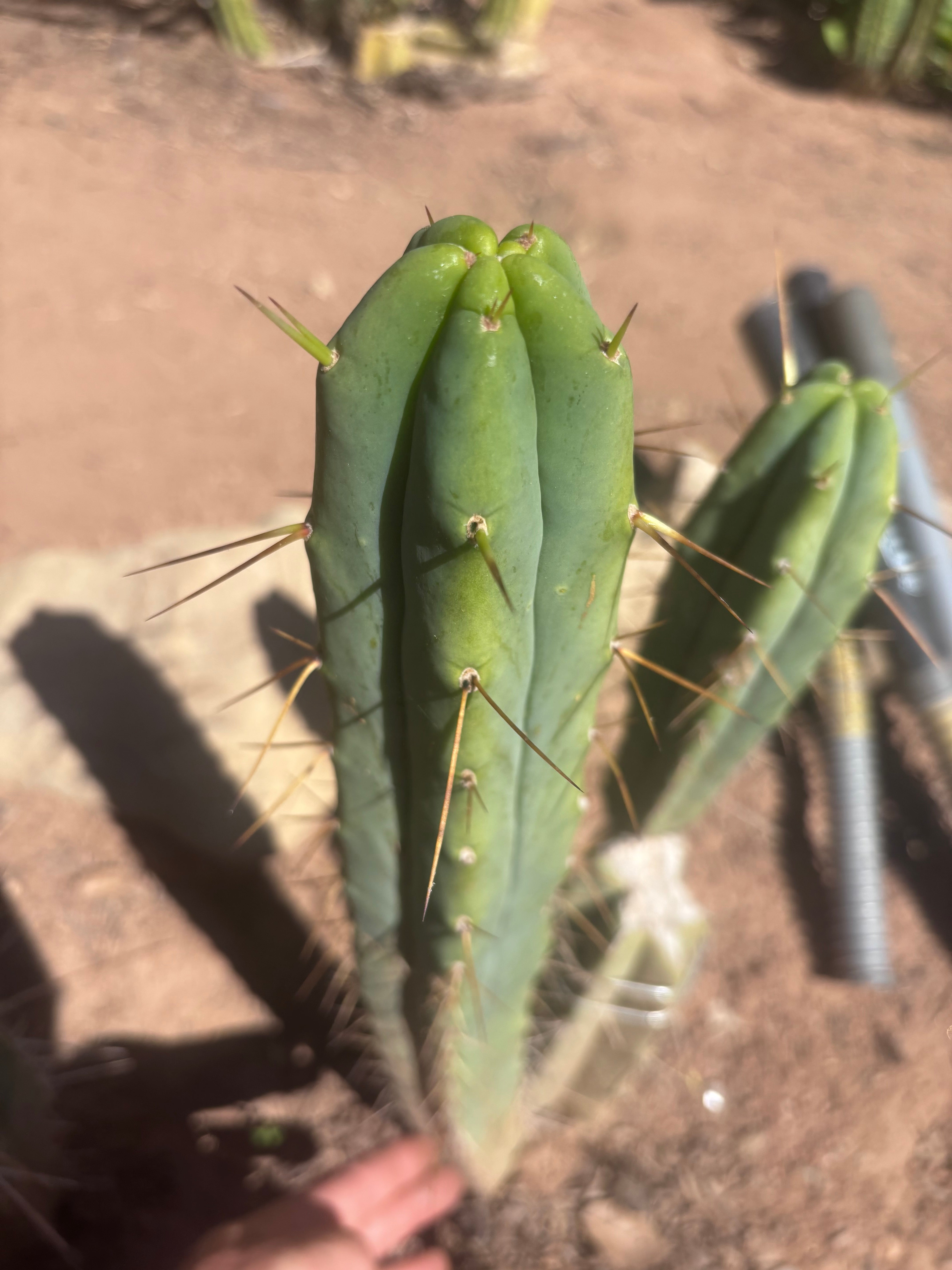 🌶️ 805 — 15” Tip